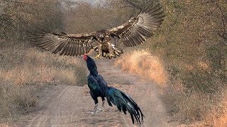 HEBOH Elang Salah Serang Ayam Jago Niatnya Ingin Memangsa Tapi Akhirnya Malah Jadi Begini [upl. by Eisinger]