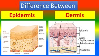 Difference between Epidermis and Dermis [upl. by Valentina]