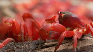 45 Million Red Crabs March  Lands of the Monsoon  BBC Earth [upl. by Lahtnero]