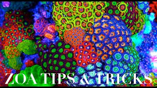 Zoanthid Care 101 [upl. by Charline]