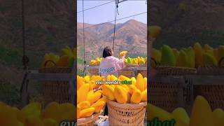 What Happens To Your Body When You Eat Mangoes Everyday [upl. by Cruce]