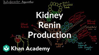 Renin production in the kidneys  Renal system physiology  NCLEXRN  Khan Academy [upl. by Lawrence237]