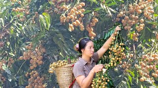 Harvesting Clausena Lansium Goes To Sell And Buy Chairs [upl. by Janessa800]