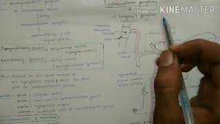 Sub Mandibular Ganglion [upl. by Murielle409]