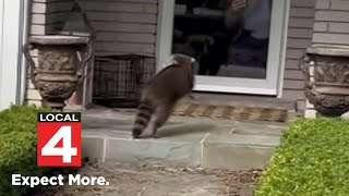 Raccoon terrorizes neighborhood in Oakland County [upl. by Eon71]