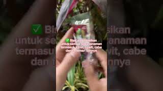 Jarang ada yang tau manfaat dari Trichoderma sp trichoderma agenshayati [upl. by Asssilem379]