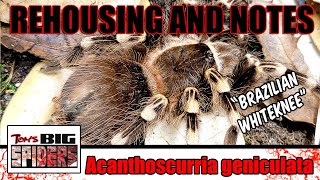 A geniculata quotBrazilian Whitekneequot Rehouse and Husbandry [upl. by Kassia]