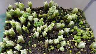 Cactus Seedlings  Hybrid Astrophytum  Gymnocalycium Astrophytum Myriostigma Euphorbia Obesa [upl. by Ramah]