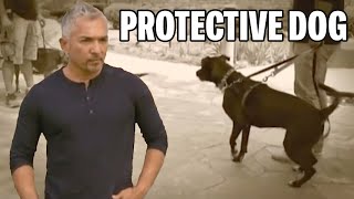 How Human Behavior Influences Bad Dog Tendencies  Cesar 911 Season 1 Ep 5  Part 1 [upl. by Kerk19]