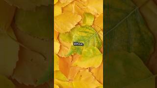 Why are my plants leaves turning yellow plantcare yellowleaves gardeningtips [upl. by Niarfe729]