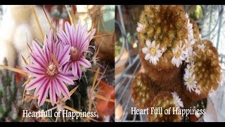 My Stenocactus Crispatus Cactus amp Mammillaria Carmenae Cactus from buds to bloom [upl. by Amsa]