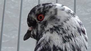 German Modena Fancy Pigeon [upl. by Ahsirak]