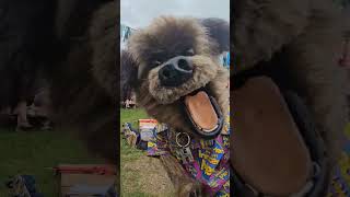 Hacker T Dog is at Glastonbury [upl. by Zosema]