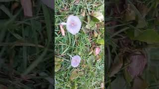 PLEATED INKCAPS Non edible🍄‍🟫 wild mushrooms [upl. by Anitaf913]