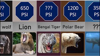 Animals Bite Force Comparison [upl. by Odeen71]