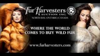 Fur Harvesters LIVE Auction [upl. by Irving653]