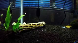 Secondary Tank Setup My Blue Dwarf Crayfish [upl. by Najram]