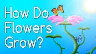 How Do Flowers Grow From Seeds [upl. by Jelks]