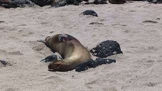 San Cristobal Island Galapagos 2 [upl. by Andrej]