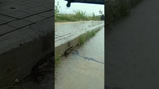 Prevent Flood Rain On Street Road unclog culvert drain shorts [upl. by Yelnikcm]