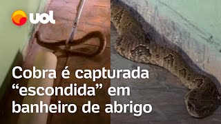 Cobra é flagrada escondida dentro de banheiro de abrigo em Goiás vídeo mostra momento do resgate [upl. by Sharyl]