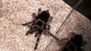 Mexican Red Knee Tarantula Basic Care [upl. by Melita]