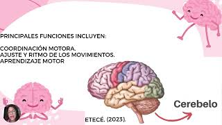 Generalidades del cerebroNeuroeducación [upl. by Ahsiyn]