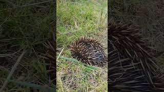 Echidna also known as spiny anteater animal mammal [upl. by Leverett]