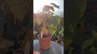 Ficus Petiolaris bonsai in training [upl. by Bolger]