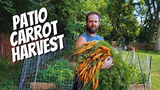 Patio Carrot Harvest  Over 11 Pounds Of Carrots Grown On Our Patio  Growing Carrots In Containers [upl. by Tupler]