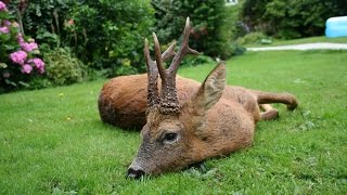 Summer Roebuck Stalking with CervusUK Big Medal Class Buck [upl. by Sennahoj]