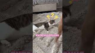 Hund gemobbt Katze [upl. by Bac]