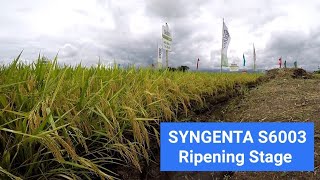 Mga Hybrid Rice Variety na Malakas Umani  Syngenta S6003  Longping 2096  Longping 534 [upl. by Akamaozu]