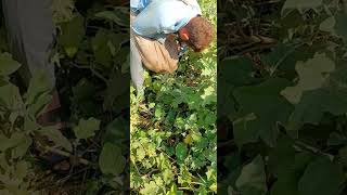 harvests Eggplant Grow farming gardening shorts Amazing Agriculture Work agriculture [upl. by Kaplan]