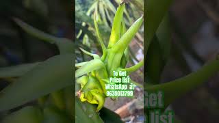 Best variety of Dragon Fruit plant Available  farming Gardening varieties ytshorts viralshorts [upl. by Orvah]