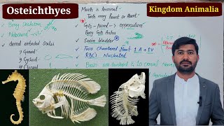 Osteicthyes or Bony Fish Kingdom animalia Fsc biology class 11 by irtisamsbiology [upl. by Winikka]