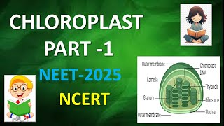 CHLOROPLAST PART1 CELL THE UNIT OF LIFE neet2025 ncert [upl. by Adnat151]