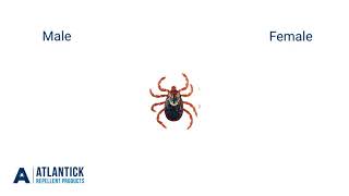 Tick Identification [upl. by Arraic]