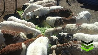 Napier CO4 Harvest to feed Sheep amp Chickens [upl. by Lerred]