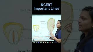 Structure Of A Monocotyledonous Seed  Revision Biology NEET  NCERT important lines for NEET neet [upl. by Yhtur]