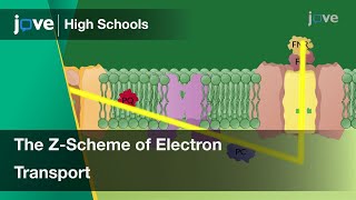 The ZScheme of Electron Transport in Photosynthesis  Cell Bio  Video Textbooks  Preview [upl. by Halihs338]