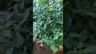 pimentas pimenta plantas viralvideo plants floricultura [upl. by Fennelly]