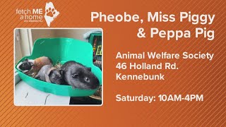 Fetch ME a Home Meet Phoebe Miss Piggy and Peppa Pig [upl. by Tabbie]