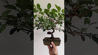 Ficus microcarpa pruning defoliation bonsai bonsaiwork bonsaitree plants garden vlog epic [upl. by Ahsitra169]