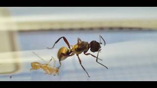 Polyrhachis rufifemur queen ant and 1 day old clumsy nanitic worker [upl. by Arrec]