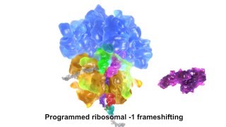 Programmed ribosomal 1 frameshifting [upl. by Nelan347]