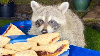 Raccoons are Stealing Peanut Butter sandwiches and Playing in the Pool [upl. by Azzil323]