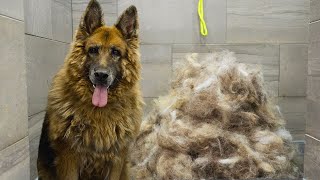 First groom in 10 years Most INCREDIBLE transformation EVER  King Shepherd [upl. by Belamy]