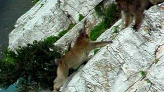 Gibraltar monkeys fighting [upl. by Davina]