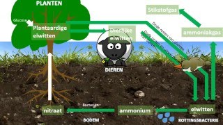 Stikstofkringloop [upl. by Zacharie]
